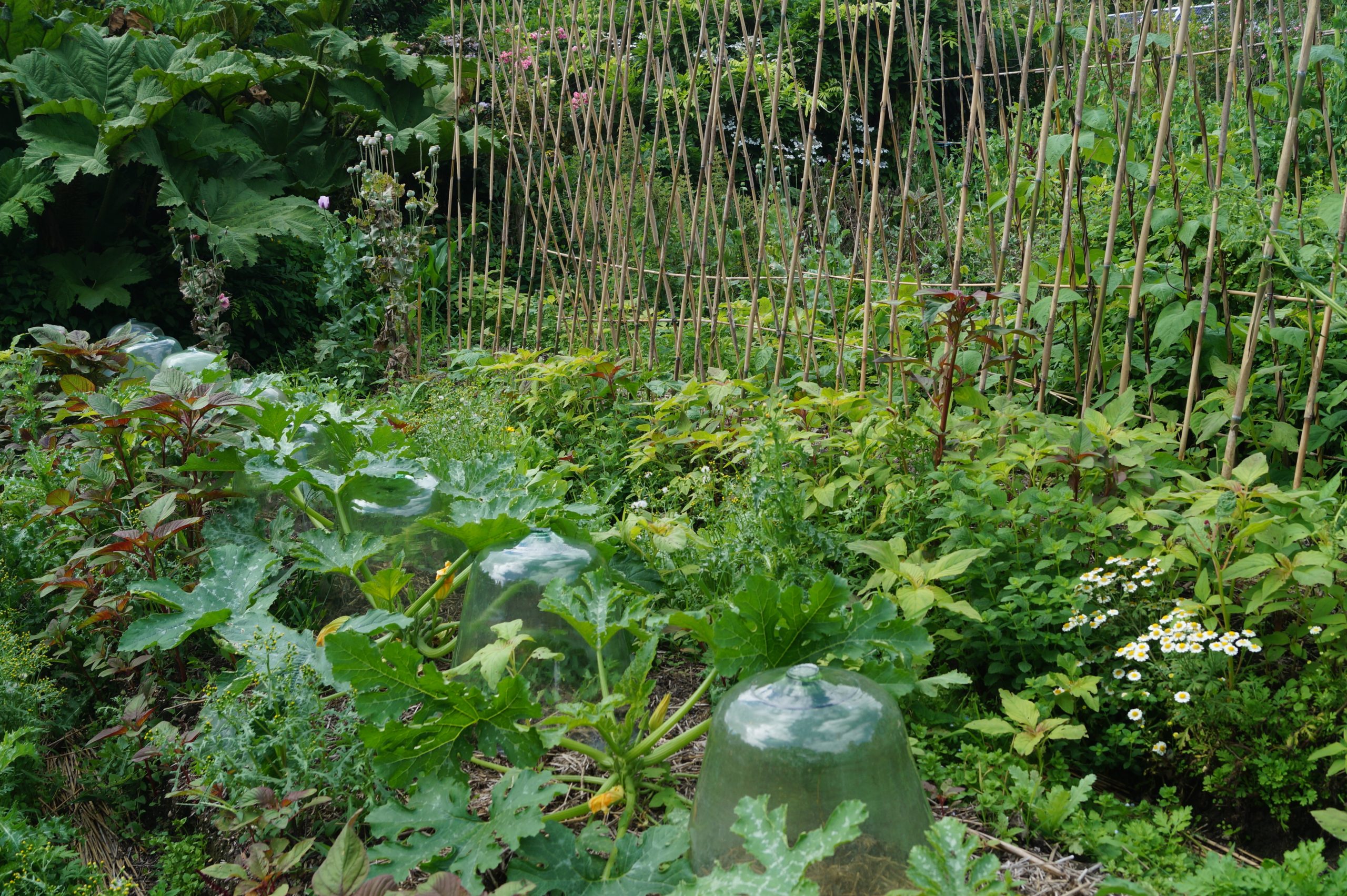jardin potager permaculture