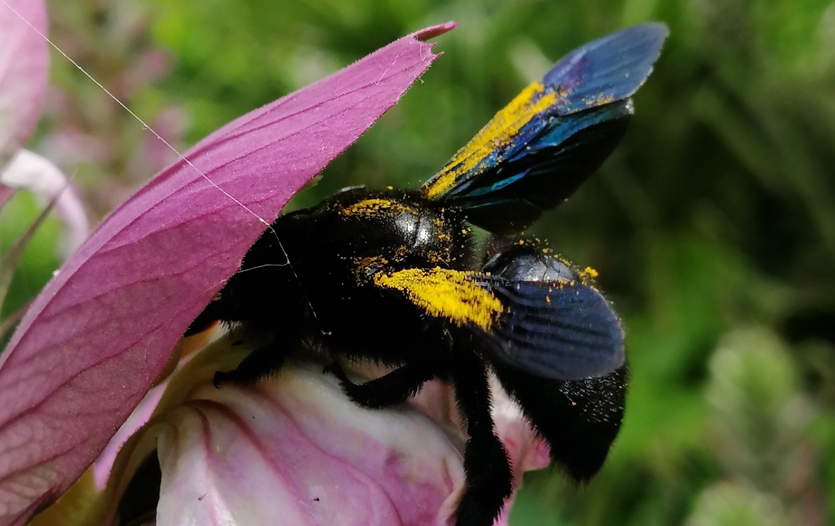 xylocope insecte pollinisateur du jardin